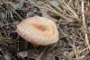 lactarius-tormmosus_04_t1.jpg