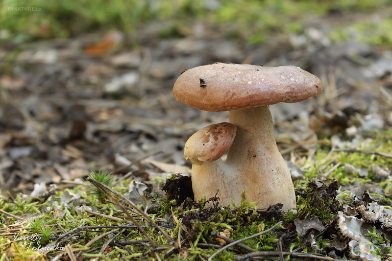 lactarius-trivialis_02.jpg