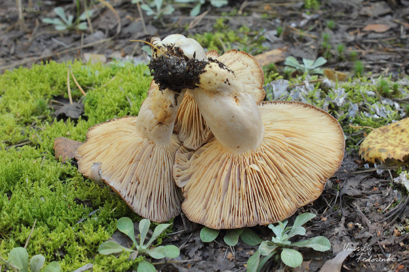 lactarius-trivialis_03.jpg