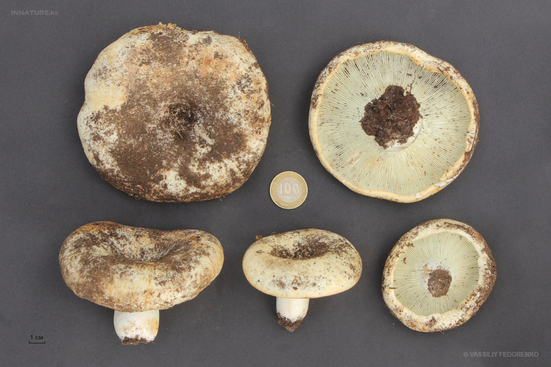 lactarius.jpg