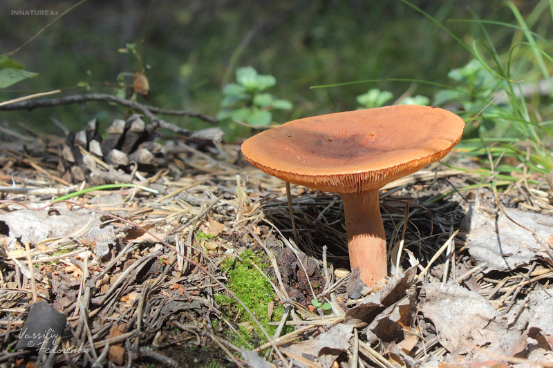 lactarius_2_01.jpg