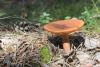 lactarius_2_01_t1.jpg