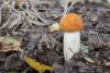 leccinum-aurantiacum_01_t1.jpg