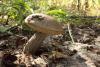 leccinum_02_t1.jpg