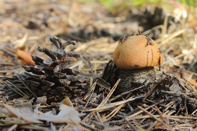 leccinum_03.jpg