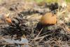leccinum_03_t1.jpg