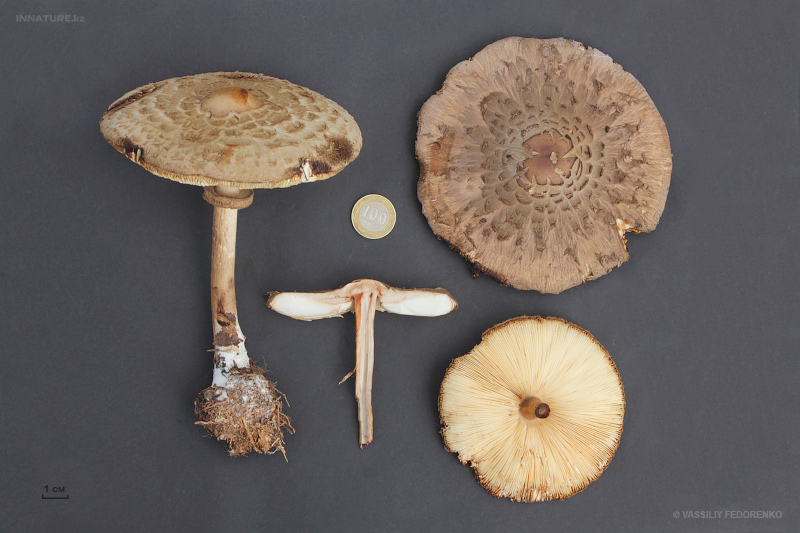 macrolepiota.jpg