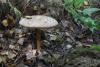 macrolepiota_02_t1.jpg
