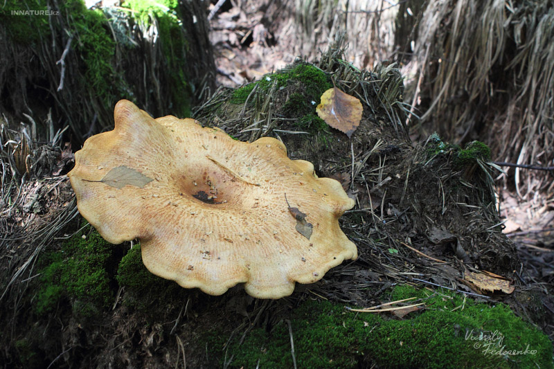 paxillus-involutus_01.jpg