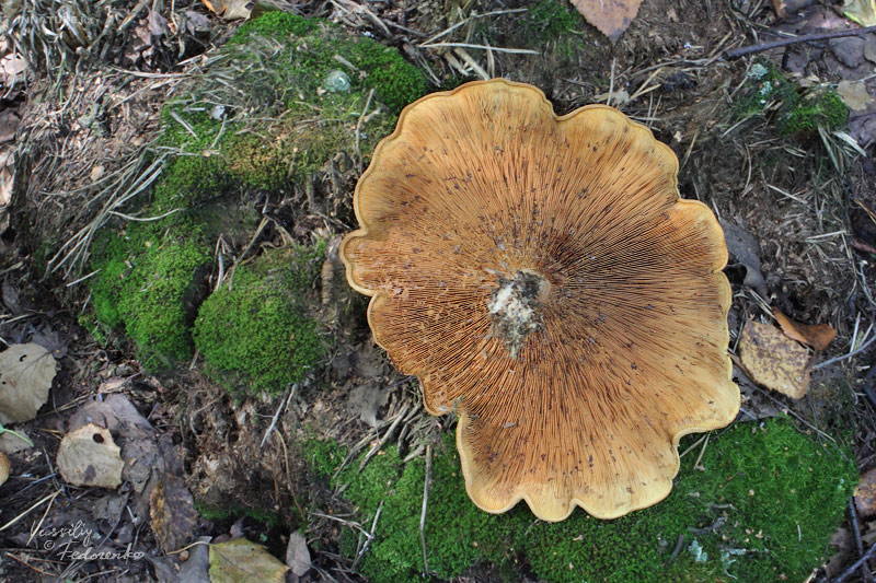 paxillus-involutus_02.jpg