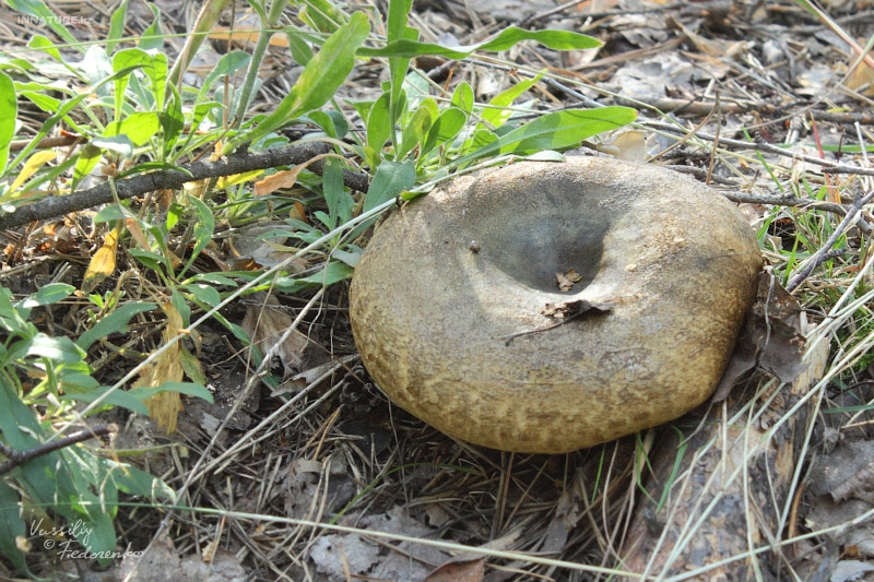 paxillus-involutus_04.jpg