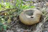 paxillus-involutus_04_t1.jpg