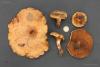 paxillus-involutus_t1.jpg
