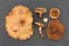 paxillus-involutus_t1.jpg