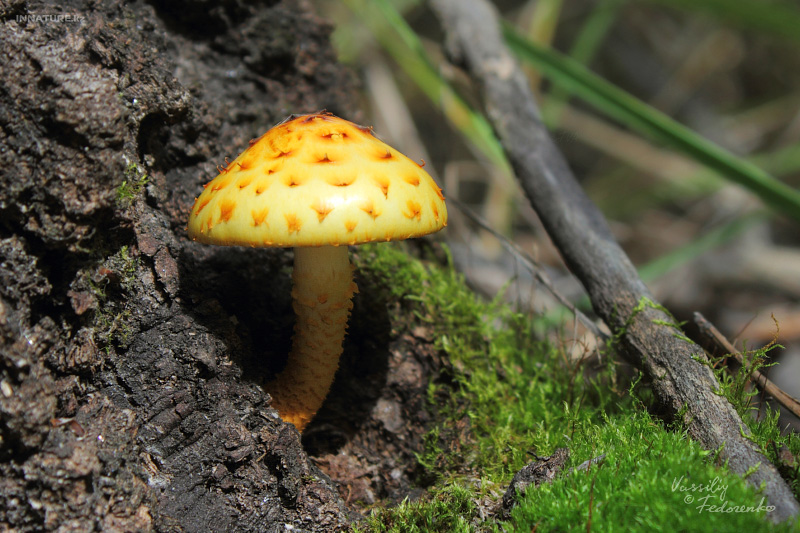 pholiota_01.jpg