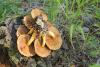 pholiota_02_2_t1.jpg