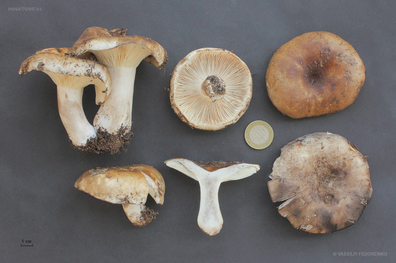russula-adusta.jpg