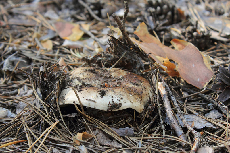 russula-adusta_01.jpg