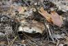 russula-adusta_01_t1.jpg