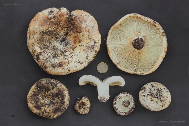 russula-delica.jpg