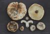russula-delica_t1.jpg