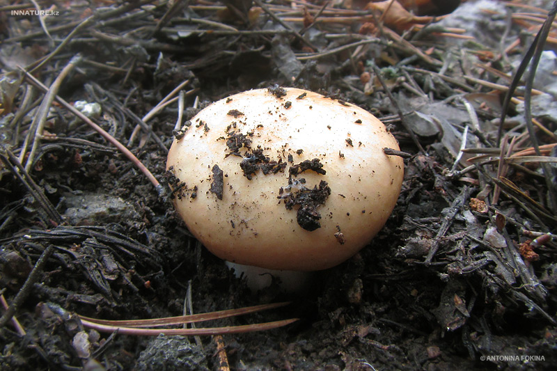 russula-emetica_03.jpg