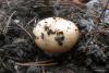 russula-emetica_03_t1.jpg