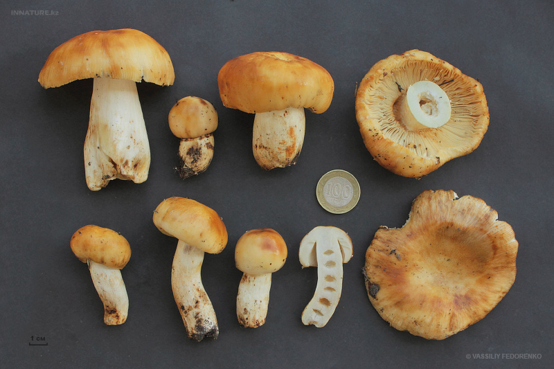 russula-foetens.jpg