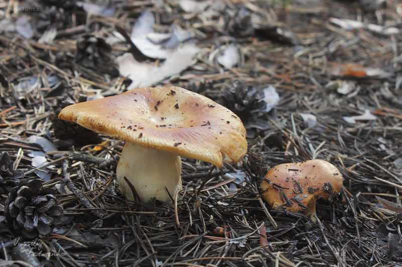 russula-foetens_01.jpg
