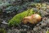 russula-foetens_02_t1.jpg