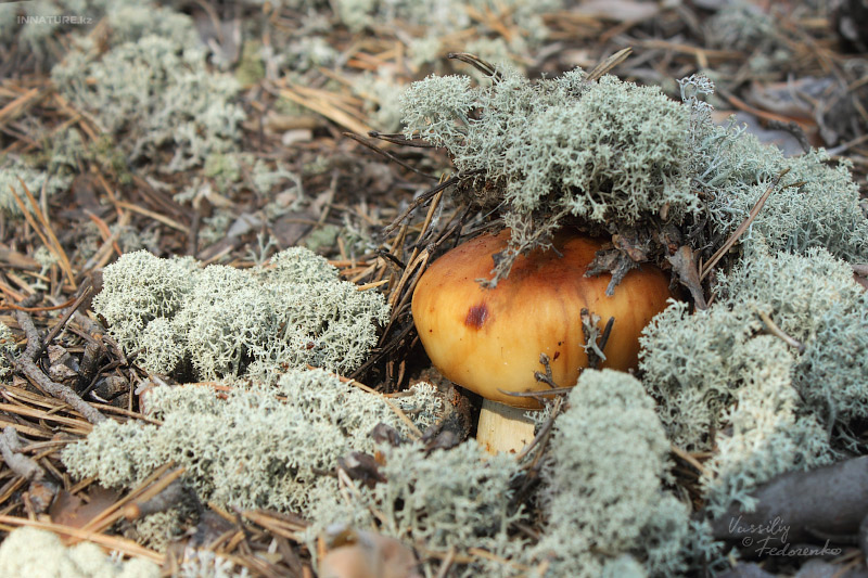 russula-foetens_03.jpg