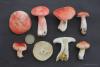 russula01_t1.jpg
