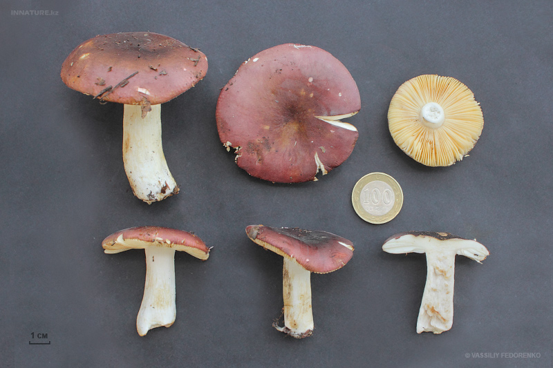 russula03.jpg