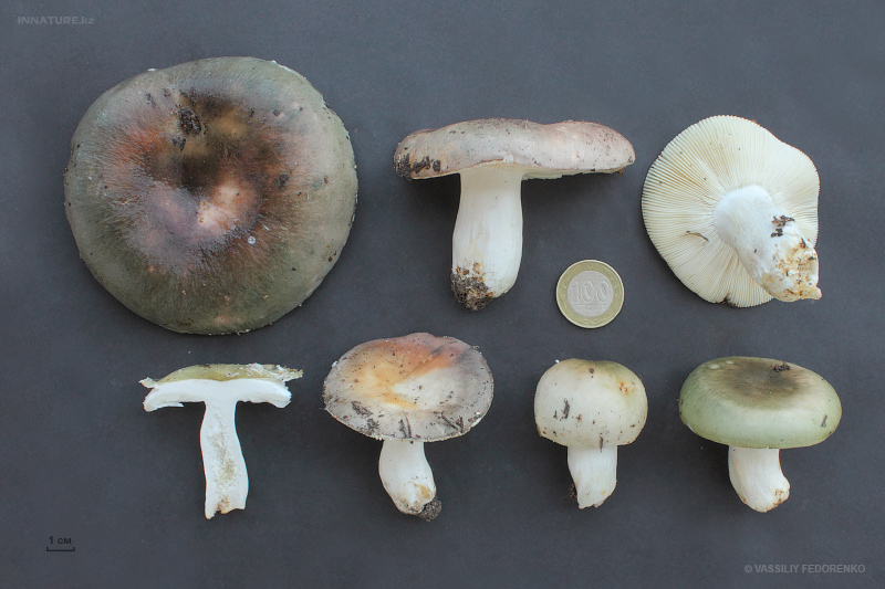 russula04.jpg