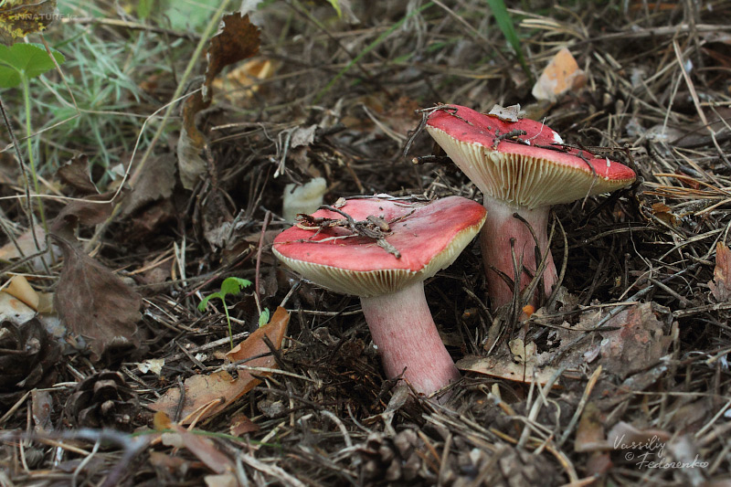 russula_01_2.jpg