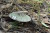 russula_01_t1_1.jpg