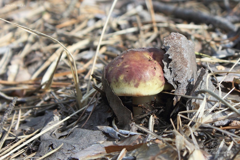russula_02_1.jpg