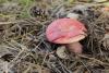 russula_02_t1_2.jpg