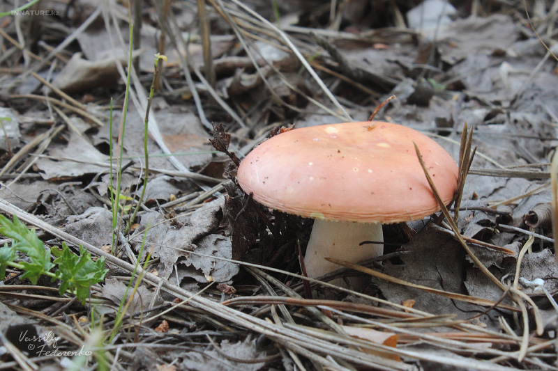 russula_03_2.jpg