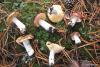 russula_03_t1.jpg