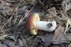 russula_03_t1_1.jpg