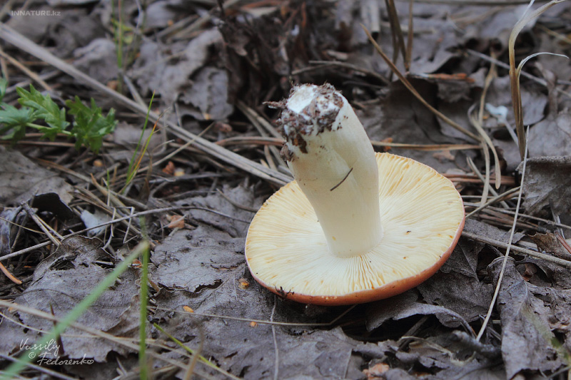 russula_04_2.jpg