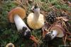 russula_04_t1.jpg