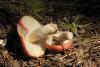 russula_06_t1_1.jpg