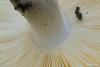 russula_07_t1.jpg