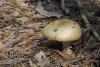 russula_07_t1_1.jpg