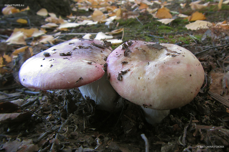 russula_10.jpg