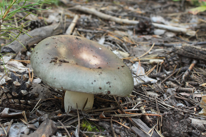 russula_10_1.jpg