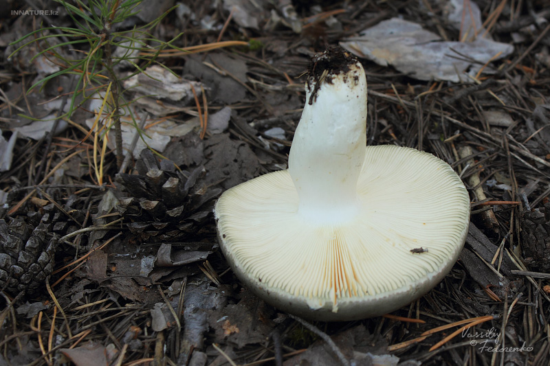 russula_11_1.jpg