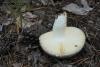 russula_11_t1_1.jpg